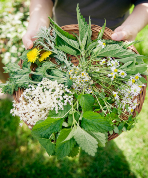 Herbs & Aromatic Plants